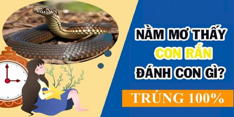 Khi mà nằm mơ thấy rắn đánh con gì cho may mắn?